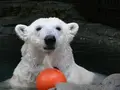 とべ動物園の写真_290647