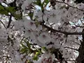 柴籬神社の写真_291459