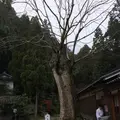 葛城一言主神社の写真_291473
