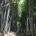 姫丸稲荷大明神の写真_292569