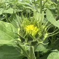 明野のひまわり畑の写真_293221