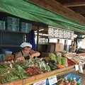 明野のひまわり畑の写真_293222
