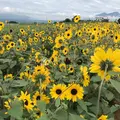 明野のひまわり畑の写真_293223
