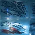 氷の水族館の写真_294536