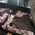 男鹿水族館GAOの写真_294637
