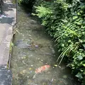 いがわこみちの写真_295401