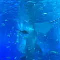 沖縄美ら海水族館の写真_295471