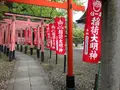 豊国神社の写真_29590