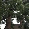 太宰府天満宮の写真_296596
