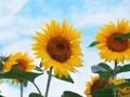 明野のひまわり畑の写真_296723