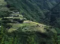 大イチョウ展望台の写真_298858