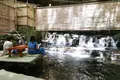 河鹿の写真_299451