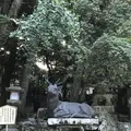 春日大社の写真_299620