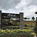 タウシュベツ橋梁展望台の写真_300822