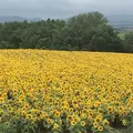 ファーム富田の写真_301079