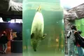 旭川市 旭山動物園の写真_301472