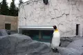 旭川市 旭山動物園の写真_301474