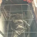 東大寺南大門金剛力士像の写真_302046