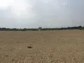 平城宮跡 第一次大極殿の写真_303308
