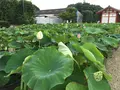 薬師寺の写真_303343