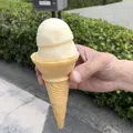 桂浜の写真_303720