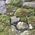 松江城の写真_303760