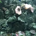 京都大学白浜水族館の写真_303898