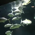 京都大学白浜水族館の写真_303902