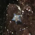京都大学白浜水族館の写真_303904