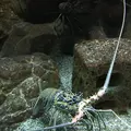 京都大学白浜水族館の写真_303906