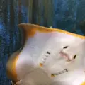 京都大学白浜水族館の写真_303907