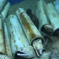 京都大学白浜水族館の写真_303908