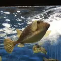 京都大学白浜水族館の写真_303909