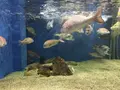 京都大学白浜水族館の写真_303910