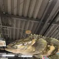 とれとれ市場の写真_303970