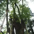 白山比咩神社の写真_304006