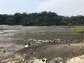 江奈湾干潟の写真_307153