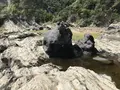 盗人狩の写真_307167