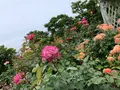 函館市旧イギリス領事館の写真_308388
