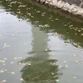 五稜郭公園の写真_309055