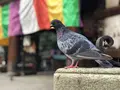 六角堂の写真_309239