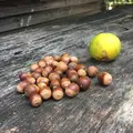 宗禅の写真_309311