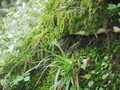 大山の写真_310021