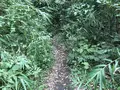 陣ケ下渓谷公園の写真_310881