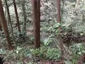陣ケ下渓谷公園の写真_310885