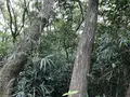 陣ケ下渓谷公園の写真_310903