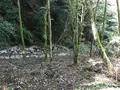 旧天城トンネルの写真_311088
