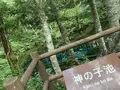 神の子池の写真_311160
