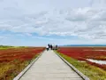 能取湖のサンゴ草群落の写真_311174