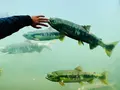 標津サーモン科学館の写真_311443